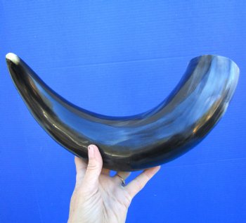 19 inches Polished Buffalo Horn With a Wide Base - Buy this one for $21.99