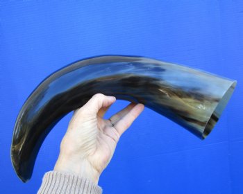 19 inches Polished Buffalo Horn With a Wide Base - Buy this one for $21.99