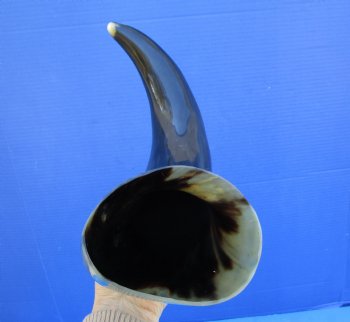 19 inches Polished Buffalo Horn With a Wide Base - Buy this one for $21.99