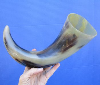 17 inches Polished Buffalo Horn With a Wide Base - Buy this one for $21.99