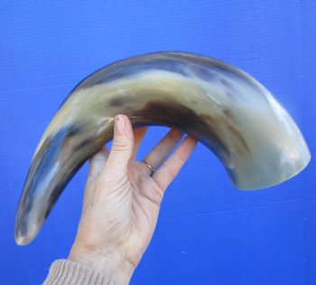 17 inches Polished Buffalo Horn With a Wide Base - Buy this one for $21.99