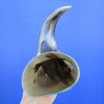 17 inches Polished Buffalo Horn With a Wide Base - Buy this one for $21.99