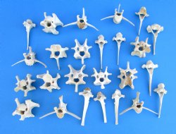 25  Wild Boar Vertebrae Bones for Sale in Bulk 2-1/2 to 5 inches for $2.00 each <FONT COLOR=RED> SALE $1.40 EACH </FONT> 