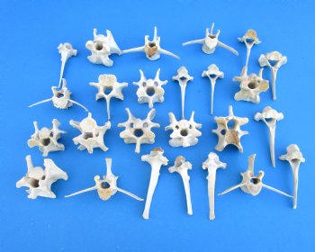 25  Wild Boar Vertebrae Bones for Sale in Bulk 2-1/2 to 5 inches for $2.00 each <FONT COLOR=RED> SALE $1.40 EACH </FONT> 