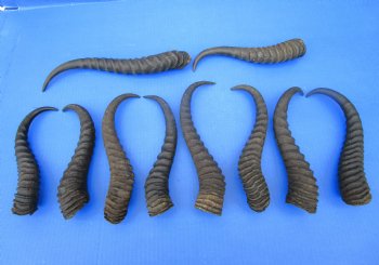 10 Authentic Male Springbok Horns for Crafts 9-1/4 to 12-1/2 inches - Buy these 10 for $7.50 each