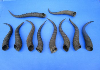 10 Authentic Male Springbok Horns for Crafts 9-1/4 to 12-1/2 inches - Buy these 10 for $7.50 each