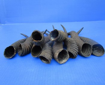 10 Authentic Male Springbok Horns for Crafts 9-1/4 to 12-1/2 inches - Buy these 10 for $7.50 each