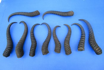 10 Authentic Male Springbok Horns for Crafts 8-3/4 to 11-1/4 inches - Buy these 10 for $7.50 each