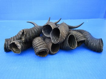 10 Authentic Male Springbok Horns for Crafts 8-3/4 to 11-1/4 inches - Buy these 10 for $7.50 each