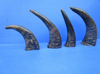 Four Semi-Polished Water Buffalo Horns 10-1/4 to 13-1/4 inches  - Buy these for $7.50 each