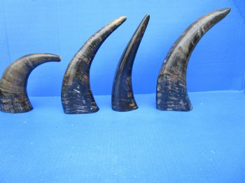 Four Semi-Polished Water Buffalo Horns 10-1/4 to 13-1/4 inches  - Buy these for $7.50 each