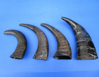 Four Semi-Polished Water Buffalo Horns 10 to 11-1/2 inches  - Buy these for $7.50 each