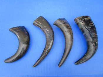 Four Semi-Polished Water Buffalo Horns 10 to 11-1/2 inches  - Buy these for $7.50 each