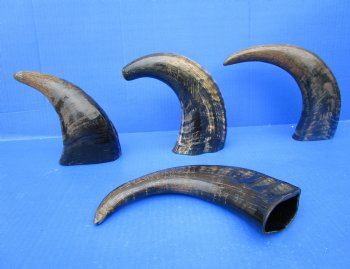 Four Semi-Polished Water Buffalo Horns 9-1/4 to 12-1/4 inches  - Buy these for $7.50 each