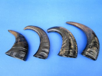 Four Semi-Polished Water Buffalo Horns 9-1/4 to 12-1/4 inches  - Buy these for $7.50 each