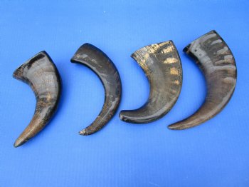 Four Semi-Polished Water Buffalo Horns 10-1/4 to 13-1/4 inches  - Buy these for $7.50 each