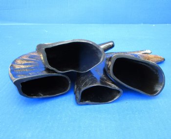 Four Semi-Polished Water Buffalo Horns 9-1/4 to 12-1/4 inches  - Buy these for $7.50 each