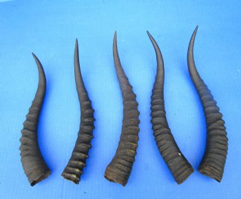 Five Female Blesbok Horns, 11-1/4 to 13-1/4 inches - Buy these for $15 each