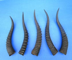 Five Female Blesbok Horns, 11-1/4 to 13-1/4 inches - Buy these for $15 each