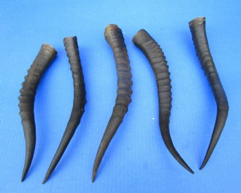 Five Female Blesbok Horns, 11-1/4 to 13-1/4 inches - Buy these for $15 each