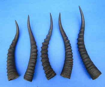 Five Female Blesbok Horns, 11-1/4 to 14-1/4 inches - Buy these for $15 each