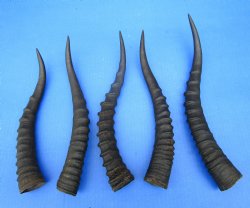 Five Female Blesbok Horns, 11-1/4 to 14-1/4 inches - Buy these for $15 each