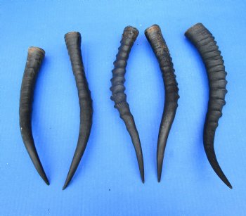 Five Female Blesbok Horns, 11-1/4 to 14-1/4 inches - Buy these for $15 each