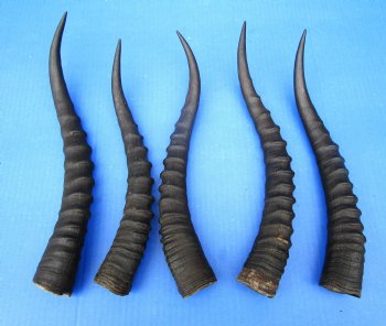 Five Female Blesbok Horns, 12-3/4 to 14 inches - Buy these for $15 each