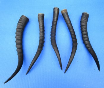 Five Female Blesbok Horns, 12-3/4 to 14 inches - Buy these for $15 each