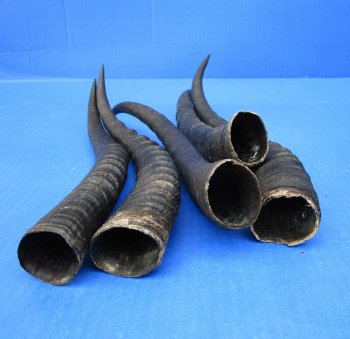 Five Female Blesbok Horns, 12-3/4 to 14 inches - Buy these for $15 each