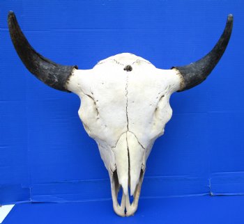 American Buffalo Skull for Sale, Bison Skull, 23-1/4 inches wide  - Buy this one for $144.99 (Requires Very Large Box)