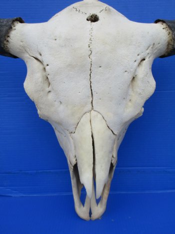 American Buffalo Skull for Sale, Bison Skull, 23-1/4 inches wide  - Buy this one for $144.99 (Requires Very Large Box)