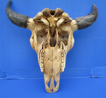 American Buffalo Skull for Sale, Bison Skull, 23-1/4 inches wide  - Buy this one for $144.99 (Requires Very Large Box)