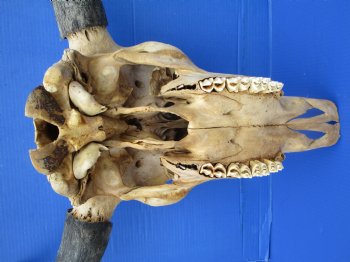 American Buffalo Skull for Sale, Bison Skull, 23-1/4 inches wide  - Buy this one for $144.99 (Requires Very Large Box)