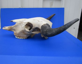 American Buffalo Skull for Sale, Bison Skull, 23-1/4 inches wide  - Buy this one for $144.99 (Requires Very Large Box)