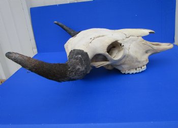 American Buffalo Skull for Sale, Bison Skull, 23-1/4 inches wide  - Buy this one for $144.99 (Requires Very Large Box)