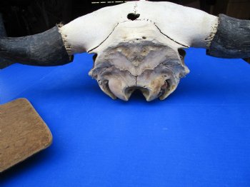 American Buffalo Skull for Sale, Bison Skull, 23-1/4 inches wide  - Buy this one for $144.99 (Requires Very Large Box)