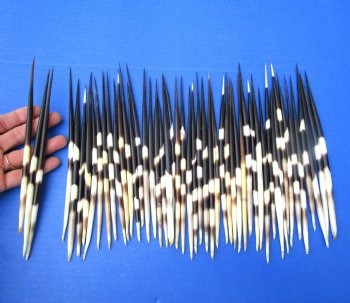 50 Thick Porcupine Quills 8 inches long - Buy these for $1.60 each