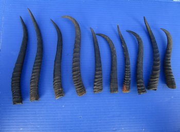 10 Female African Springbok Horns 7 to 9-1/2 inches for $6.50 each