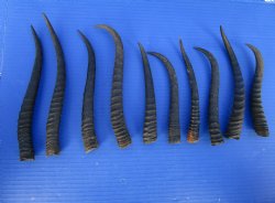 10 Female African Springbok Horns 7 to 9-1/2 inches for $6.50 each