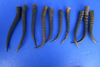 10 Female African Springbok Horns 7 to 9-1/2 inches for $6.50 each