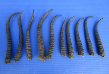 10 Female African Springbok Horns 6-1/4 to 9-1/4 inches for $6.50 each