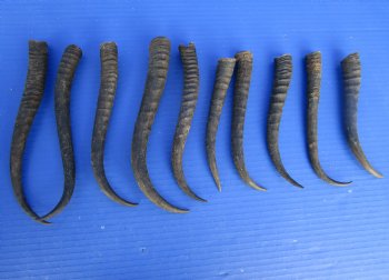 10 Female African Springbok Horns 6-1/4 to 9-1/4 inches for $6.50 each