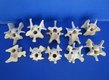 10 Wild Hog Neck Vertebrae Bones in Bulk 2-1/2 to 3-3/4 inches  for $2.25 each