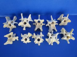 10 Wild Hog Neck Vertebrae Bones in Bulk 2-1/2 to 3-3/4 inches  for $2.25 each