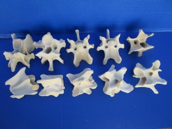 10 Wild Hog Neck Vertebrae Bones in Bulk 2-1/2 to 3-3/4 inches  for $2.25 each