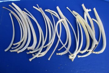 25 Wild Boar Rib Bones 8 to 13-1/2 inches for $1.00 each <font color=red> SALE .60 EACH</FONT>