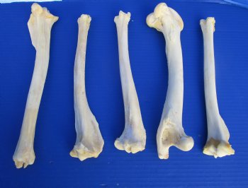 5 Authentic Deer Bones 10 to 11 inches for $6.00 each <font color=red> Sale $5.00 each</font>