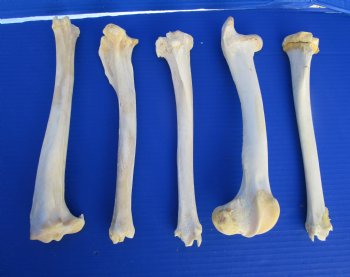 5 Authentic Deer Bones 10 to 11 inches for $6.00 each <font color=red> Sale $5.00 each</font>