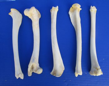 5 Authentic Deer Bones 10 to 11 inches for $6.00 each <font color=red> Sale $5.00 each</font>